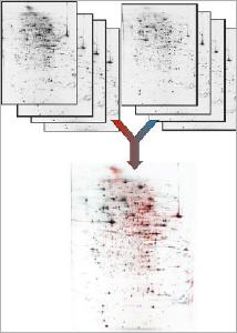 Proteomics by extreme high resolution 2D electrophoresis